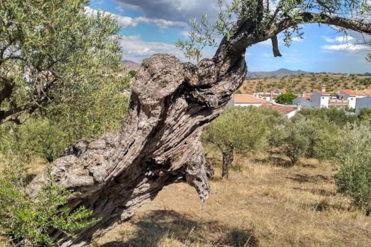 El Olivar De Concha, Caminito Del Rey Villa Алора Екстериор снимка